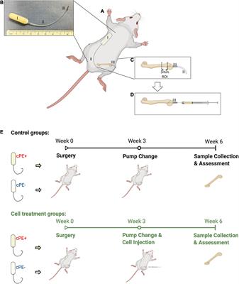 Mesenchymal Stem Cells and NF-κB Sensing Interleukin-4 Over-Expressing Mesenchymal Stem Cells Are Equally Effective in Mitigating Particle-Associated Chronic Inflammatory Bone Loss in Mice